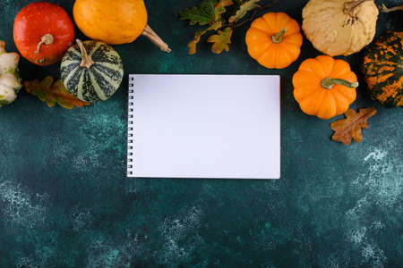 Various decorative pumpkins. Autumn harvestの写真素材