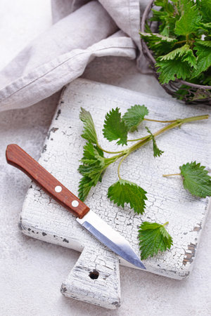 Young fresh nettle, spring herbs for cookingの写真素材