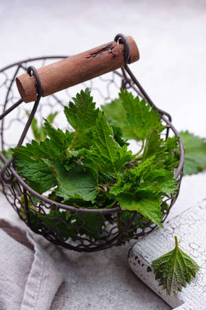 Young fresh nettle, spring herbs for cookingの写真素材