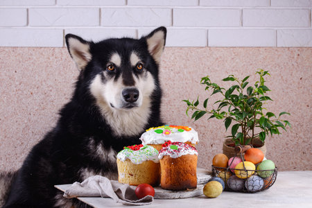 Alaskan malamute dog near Easter cake kulich