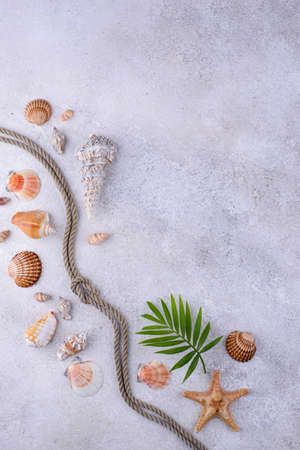 Summer nautical marine background with shellの写真素材