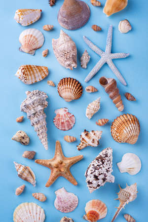 Summer nautical marine background with shellの写真素材