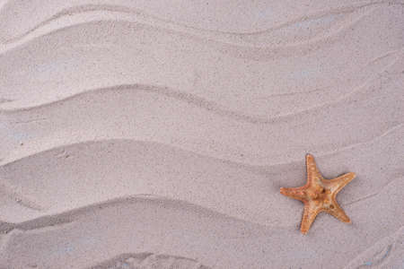 Summer nautical marine background with shellの写真素材