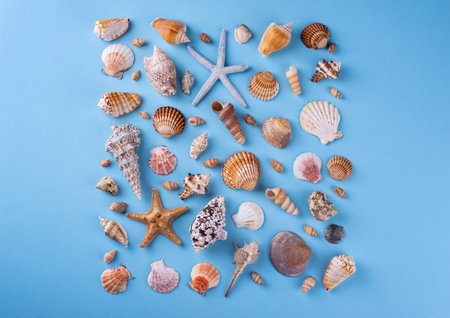 Summer nautical marine background with shell