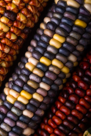 Color corn cobs close upの写真素材
