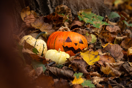Scary Halloween pumpkin Jack-o-lantern in autumn leavesの写真素材