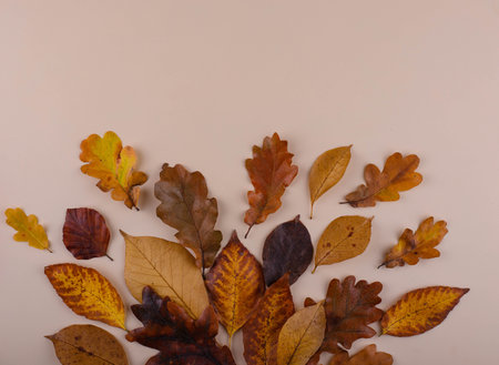 Autumn background with dry leaves.の写真素材