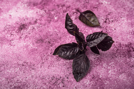Purple basil leaves on violet backgroundの写真素材