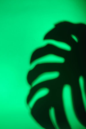 Tropical leaves in neon light with duotone shadows