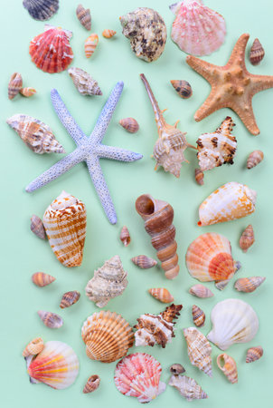 Seashells and starfish on green backgroundの写真素材