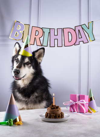 Dog birthday concept with malamut and cakeの写真素材