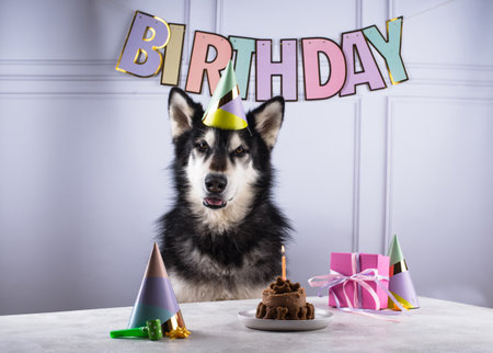 Dog birthday concept with malamut and cakeの写真素材