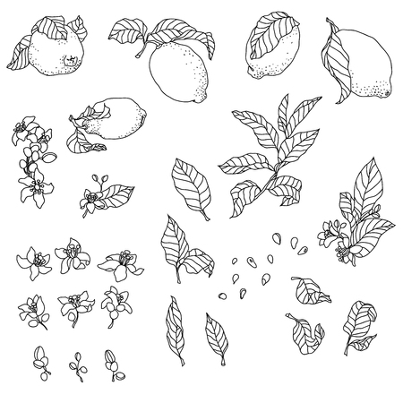 Set with lemon plant, there are fruit, flowers, leaves, buds, seeds and branches. Set is made in vintage pen technique.のイラスト素材
