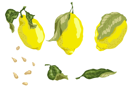Set with juicy lemon fruits, leaves and seeds in graphic colored design vector drawing for textile and print of any kindのイラスト素材