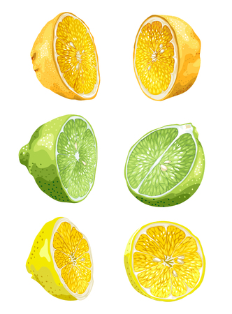 Fruit set with lime, orange and lemon in halves in 2 variants in realistic vector graphic illustration in bright colorsのイラスト素材