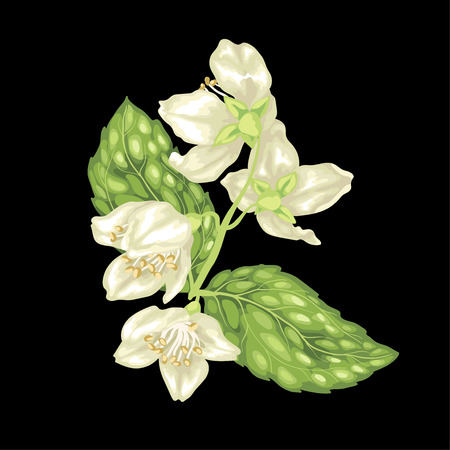 Jasmine branch vector graphic illustration on the black background with flowers and leaves in realistic design styleのイラスト素材