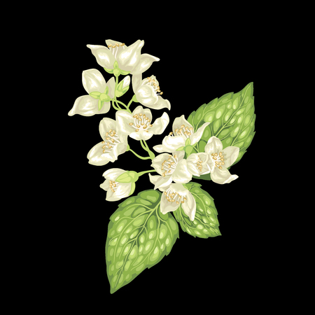 Jasmine branch vector graphic illustration on the black background with flowers and leaves in realistic design styleのイラスト素材