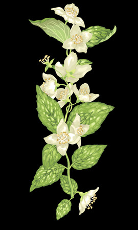 Vertical design element with jasmine flowers and leaves on the branches in realistic vector graphic illustrationのイラスト素材