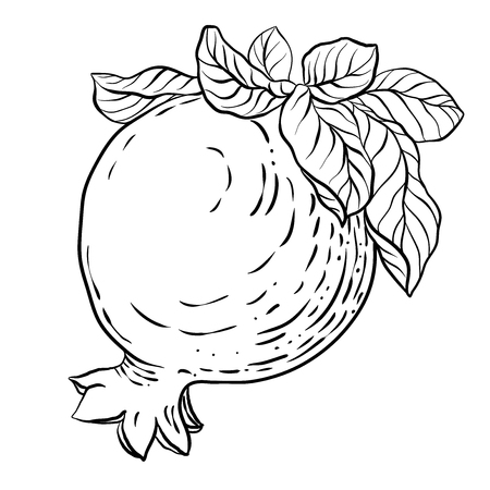 Black-and-white graphic vector illustration with pomegranate fruit for coloring book and decorationのイラスト素材