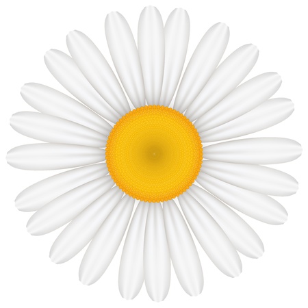 Vector illustration of chamomileのイラスト素材