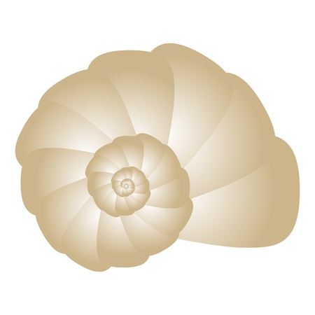 illustration of seashellのイラスト素材