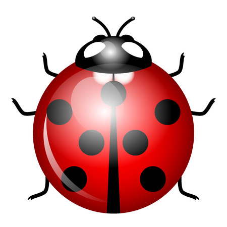 Vector Illustration of ladybird  symbol of good luck のイラスト素材