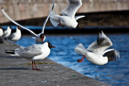 Black-headed Seagull standing on the stone embankmentの写真素材