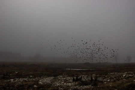 a flock of birds takes off in dense fog in dark gray shades