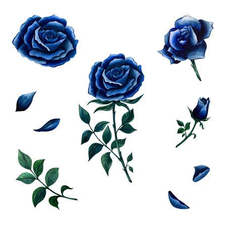 Set of blue roses and stems with fallen petals painted in watercolor isolated on white background. Blooming rose and bud simple drawing for gothic designs, halloween compositions. Esoteric elements.の写真素材