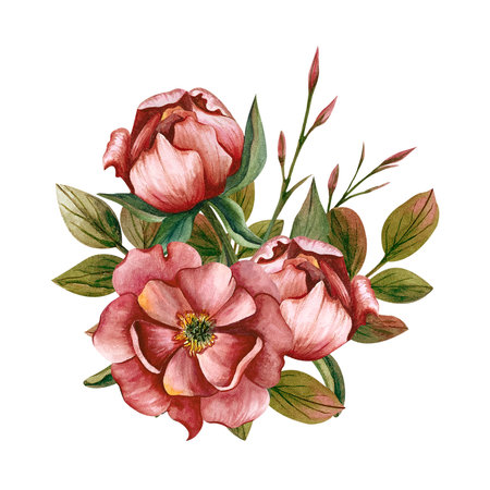 Watercolor composition with peonies and leaves. Illustration isolated from the background. Hand drawn flowers for postcards and invitations for Mother's Day, b-day, wedding day, Maの写真素材