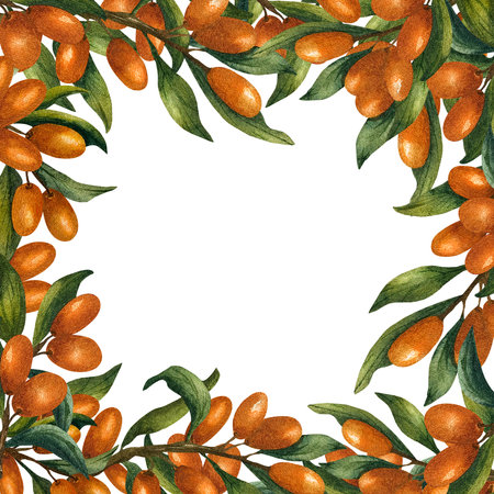 Square frame with branches of sea buckthorn around the perimeter. Watercolor illustration with orange berries on isolated background. For tea packaging, cosmetic products, oils andの写真素材