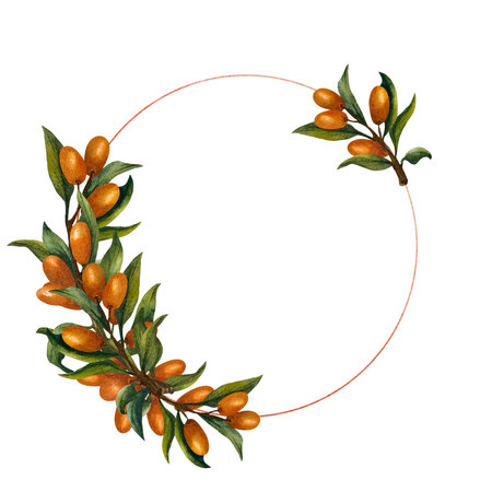 Round frame with berries of sea buckthorn. Watercolor illustration in minimalism style isolated from the background. For template on the packaging of tea and cosmetics, oils or othの写真素材