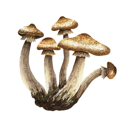 Honey fungus mushrooms. Watercolor illustration. Hand drawn on isolated background. Beige edible mushrooms with traces of earth. For autumn arrangement, botanical books and manualsの写真素材