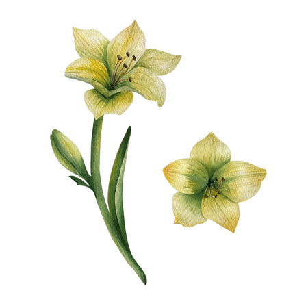 Yellow open lily with a small closed bud. Watercolor illustration on isolated background. For postcards on Hollidays or Funeral, gift cards, invitations. Hand drawn picture for comの写真素材