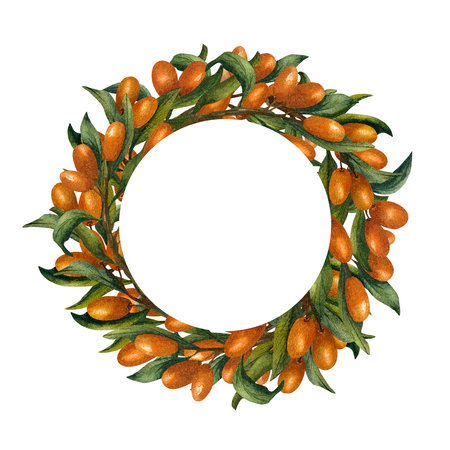 Round frame with berries of sea buckthorn in a circle. Watercolor illustration isolated from the background. Hand drawn pic for template on the packaging of tea and cosmetics, oilsの写真素材