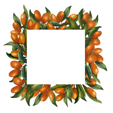 Frame with branches of buckthorn and square isolated template inside. Watercolor illustration with orange berries on isolated background. For packaging of tea and cosmetics, oils oの写真素材