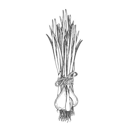 Bunch of green onions tied with rope. Bunch of greenery. Vector graphic illustration on white background. Onion feathers. Hand drawn sketch. Perfect for menu, packaging vegetables and spicesのイラスト素材