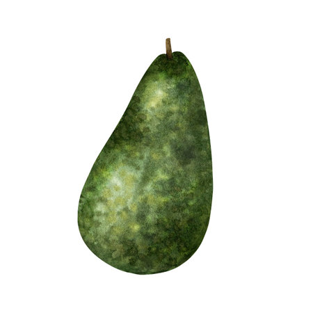 Single whole avocado fruit with bumpy skin texture. Superfood. Detailed watercolor hand drawn...