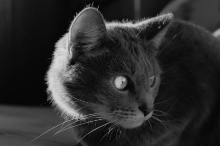 black and white photo of a catの写真素材