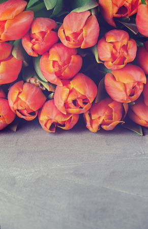 Red tulips on stone backgroundの写真素材