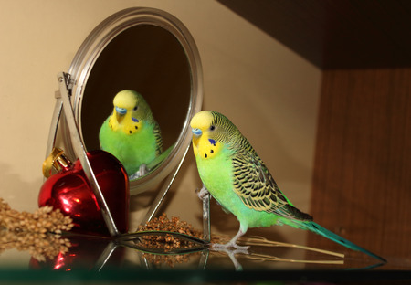Bright Green Budgie with the Mirrorの写真素材