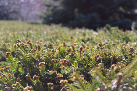 Natural background - Green fence needles on the sunlightの写真素材