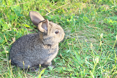 Cute small rabbit sitting on the meadowの写真素材