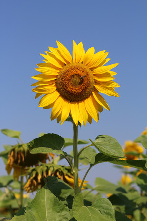 The little Bee sitting on the Sunflowerの写真素材