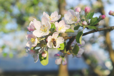 Apple tree blossoming branch with a little bee on a flower