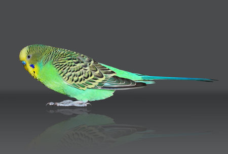 Full size green Budgerigar on the grey background