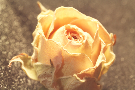 Dried beige rose flower. Macro. Bokehの写真素材