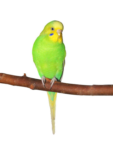 Little Green Budgerigar sitting on the branch. Isolated on white