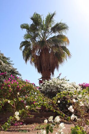 Beautiful palm tree surrounded by flowers. The bright sun on the blue sky. Exotic Southern Countriesの写真素材