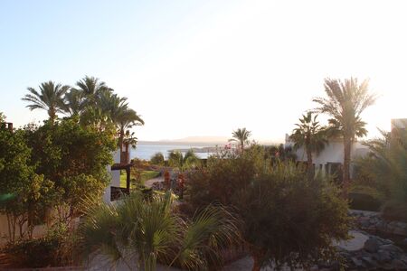 Palm trees and plants on the seashore are flooded with bright sunset sunlight. Great resort. Mediterranean. Tropics. Perfect vacation. Photo backgroundの写真素材